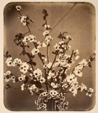 Floral Still Life (ca. 1857) Adolphe Braun