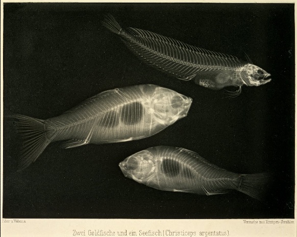 Zwei Goldfische und ein Seefisch (Christiceps argentatus). (1886) Dr. Josef Maria Eder